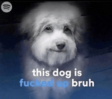 a picture of a dog with the words " this dog is fucked up bruh " above it