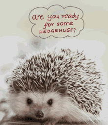 Cute Message Hedgehugs GIF - Cute Message Hedgehugs Hedfehogs GIFs