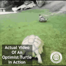 Optimist Optimist International GIF - Optimist Optimist International Optimist International Organization GIFs