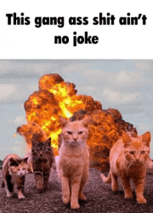 a group of cats standing in front of an explosion that says this gang ass shit ain 't no joke .