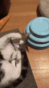 a cat playing with a stack of blue plates