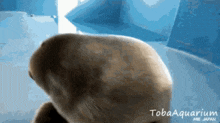 Seal GIF - Seal GIFs