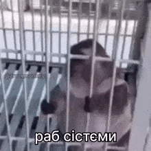 a monkey is behind bars in a cage with a caption that says pab systemi .