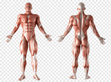 Musculo GIF - Musculo GIFs