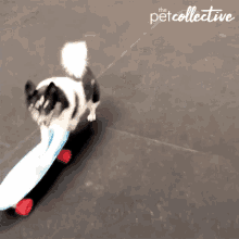 skateboarding bulldog gif