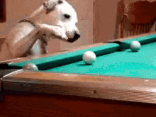 Billiards Dog GIF - Billiards Dog Pool Table GIFs