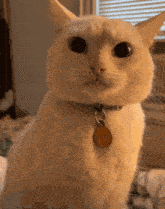 a white cat with a name tag that says yeti on it