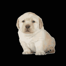 Banned Queries GIF - Banned Queries Dog GIFs