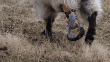 Goat Running National Geographic GIF - Goat Running National Geographic Wizard Of Paws GIFs