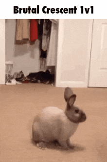 a rabbit is standing on a carpet in front of a closet with clothes hanging on the wall .