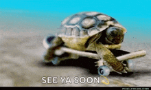 Turtle Skate GIF