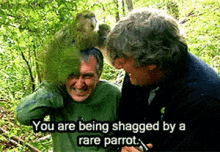 You Are Being Shagged By A Rare Parrot GIF