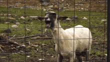 Goat Meeehhh GIF