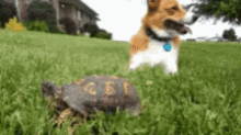 Doggo Turtle GIF - Doggo Turtle Spooped GIFs