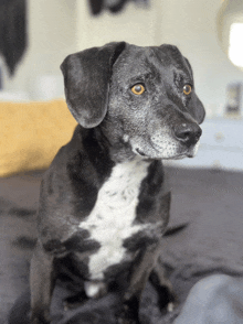 a black and white dog is sitting on a bed