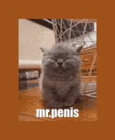 a picture of a cat with the words mr. penis on the bottom