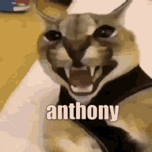 Anthony Anthony Floppa GIF - Anthony Anthony Floppa GIFs