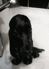 a dog is taking a bath in a bathtub
