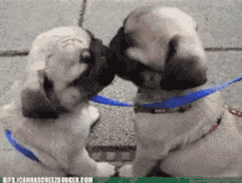 two pug puppies on a leash are kissing