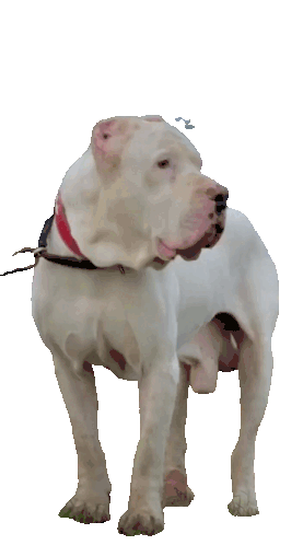 Bully Kutta Dog Sticker - Bully Kutta Dog Stickers