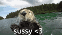 Sussy Sussy Otter GIF