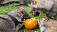 Wolf The Pet Collective GIF - Wolf The Pet Collective Eating GIFs