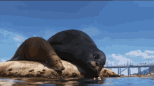 Gerald Finding Dory GIF - Gerald Finding Dory Seals GIFs