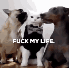 Fml Fuck My Life GIF - Fml Fuck My Life Cat GIFs