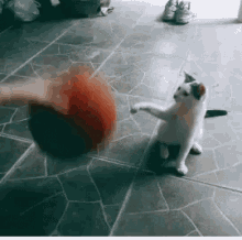 Gato Baloncestista GIF - Gato Baloncestista Cat GIFs