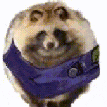 a raccoon wearing a blue scarf around its neck