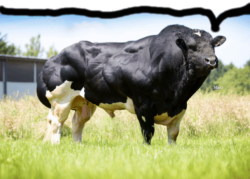 a black and white bull with a ring in its nose is standing in the grass