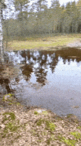 a puddle of water in the middle of a forest with trees reflected in the water