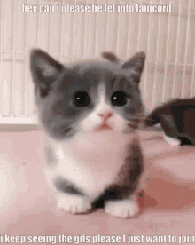 Lain Laincord GIF - Lain Laincord Cat GIFs