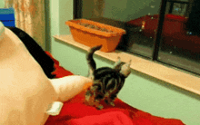 Silly Cat Meme GIF - Silly Cat Silly Meme GIFs