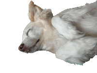 Henry Henry Rhe Dog Sticker - Henry Henry Rhe Dog Henry Png Stickers