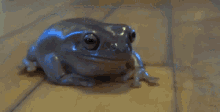 GIF
