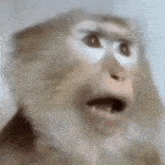 a close up of a monkey making a funny face with its mouth open .