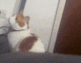 a cat with a red collar is sitting in front of a door