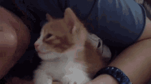 Kiss Cat GIF - Kiss Cat Pet GIFs