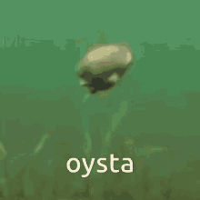Funny Oyster Oyster GIF - Funny Oyster Oyster Suicide Awareness GIFs