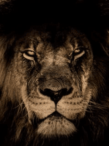 Lion GIF