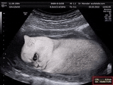 an ultrasound image of a cat with the date 11.08.1994 on the bottom