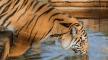Scared Of Water Keeping A Sumatran Tiger Healthy GIF - Scared Of Water Keeping A Sumatran Tiger Healthy Nat Geo Wild GIFs
