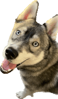 Enigmaticatt Dog Sticker - Enigmaticatt Dog Chuck Stickers