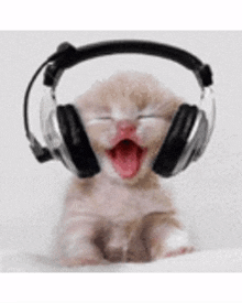 listening cat