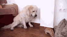 Sniffing Go Up GIF