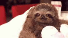 sloth follow your dreams cute adorable dreams