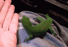 Little Creature La Creatura GIF - Little Creature La Creatura Gecko GIFs