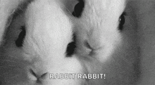 Rabbit Cute GIF