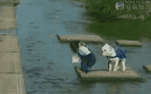 Motivating Monkey Pulling Dog To Make Him Jump The Water. Monkey Succeeds. GIF - Monkey Dog Motivating GIFs